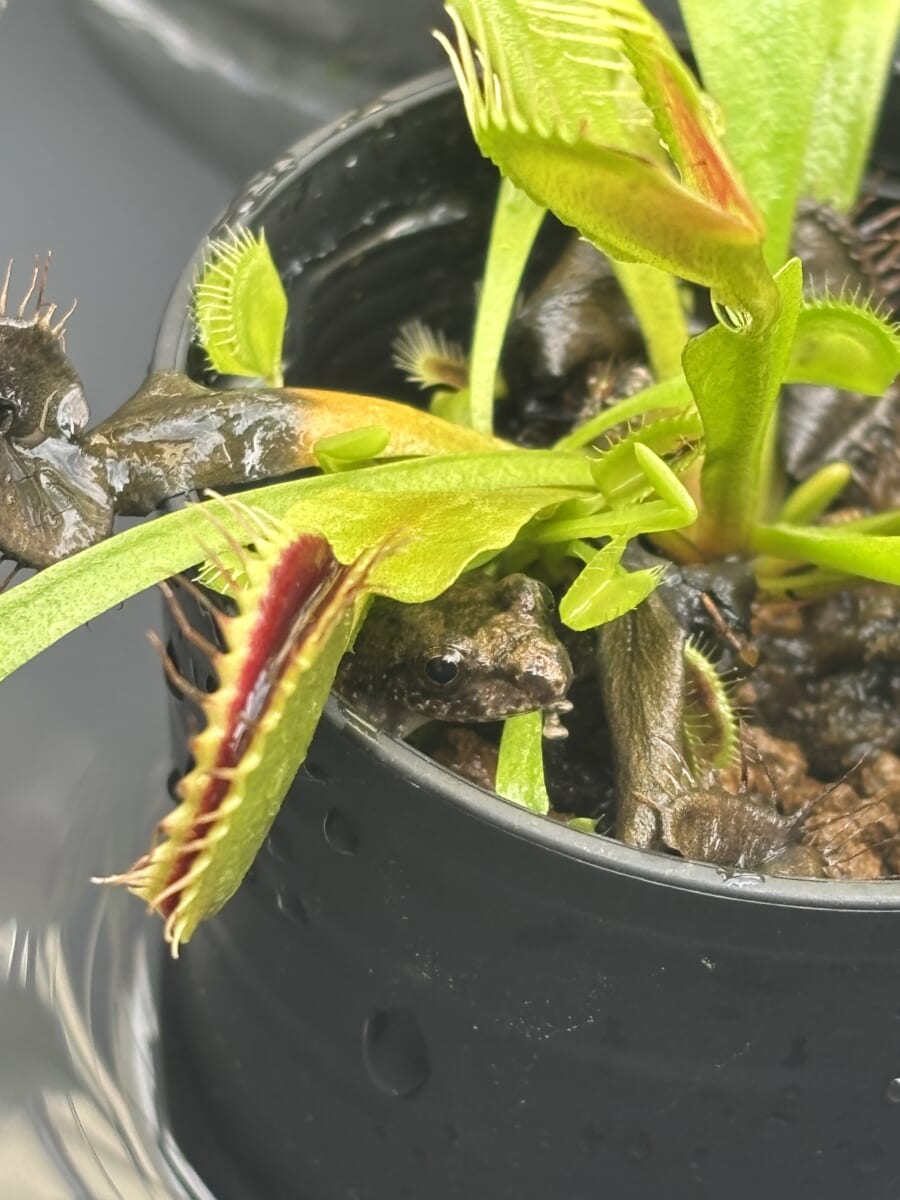 グリーンライフ、始めました。🌱