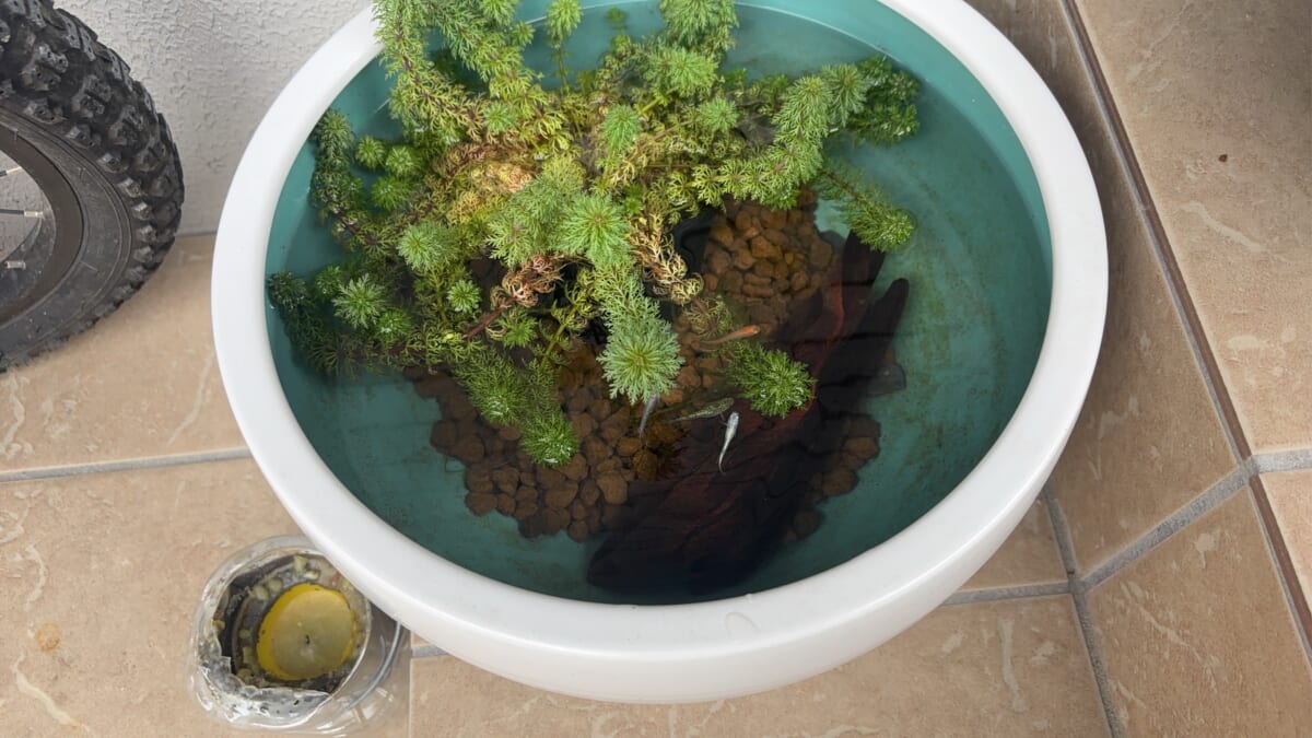 メダカのいる暮らし