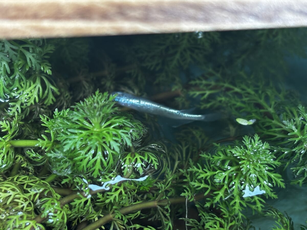タチウオ