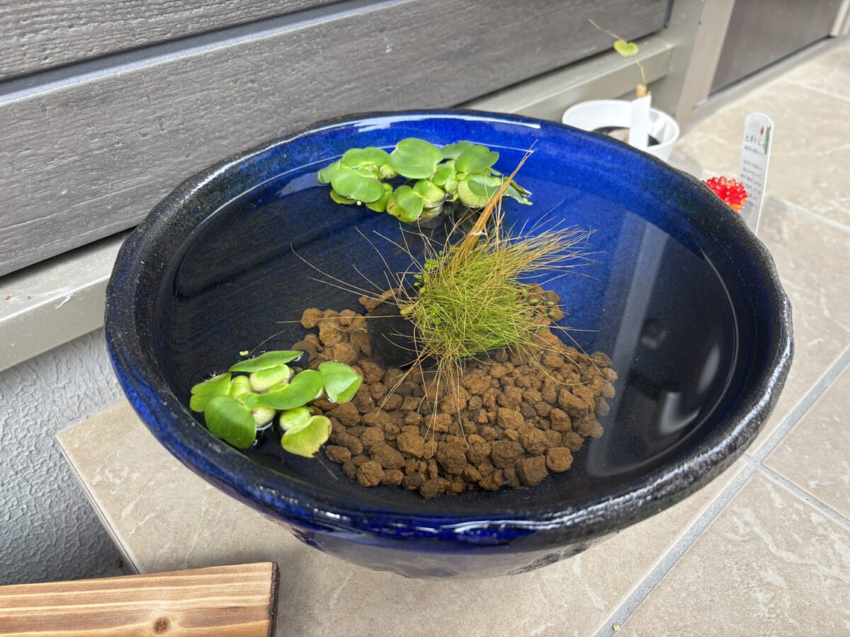 別鉢の様子