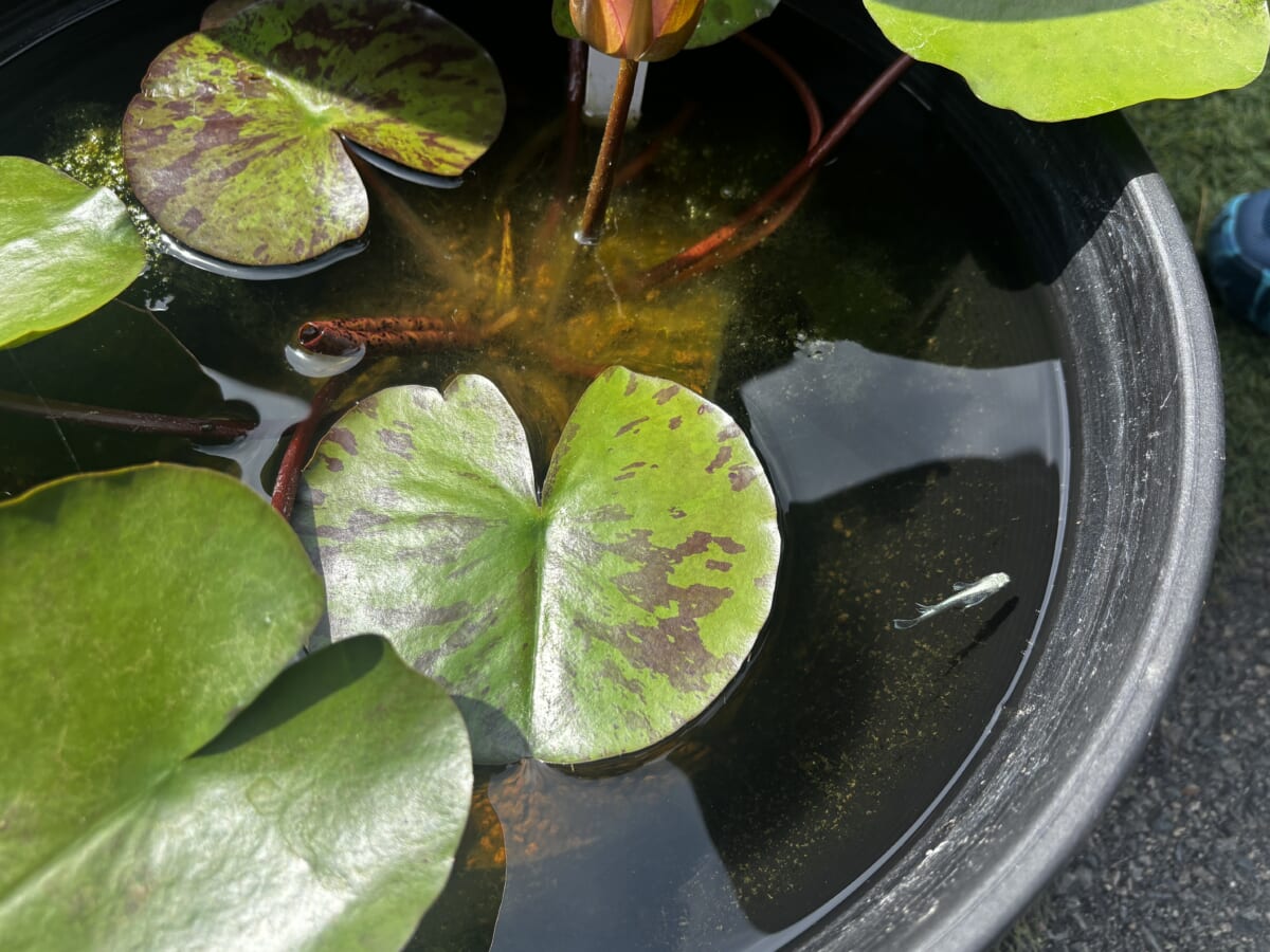 メダカ