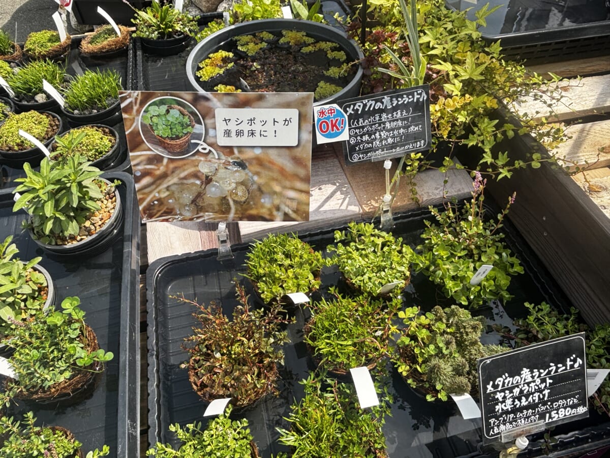 めっちゃキレイな水草たち
