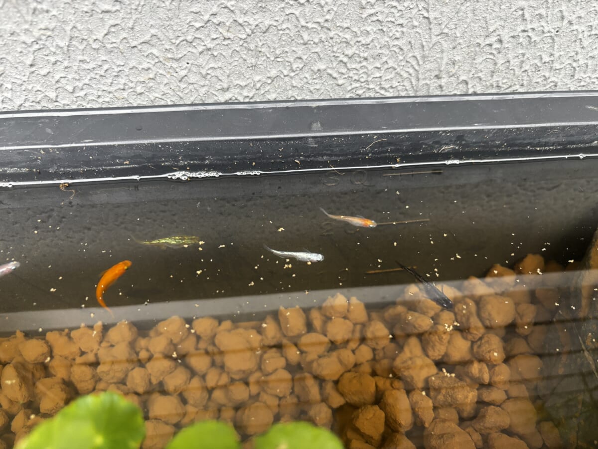 仲良し達